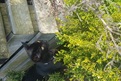 This is my cat shadow playing in the garden for the first time - Thank you Tamsyn, she looks like she is enjoying herself. 